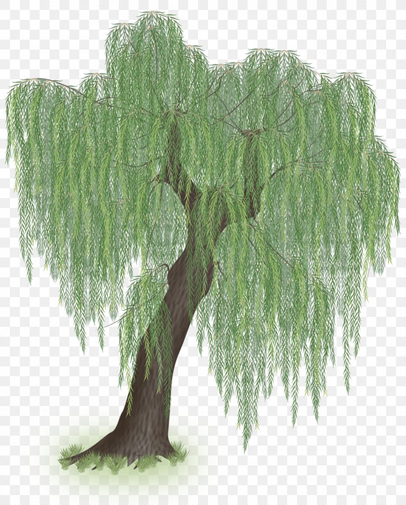 Weeping Willow Tree Trunk Branch, PNG, 1082x1346px, Weeping Willow, Branch, Evergreen, Grass, Larch Download Free