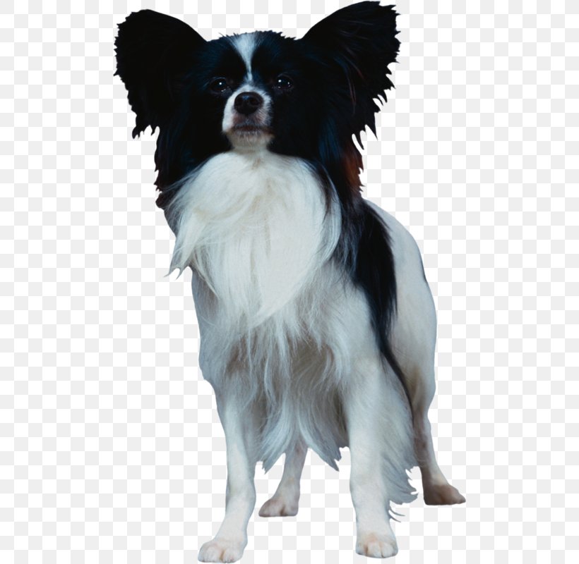 Papillon Dog Bernese Mountain Dog Long-haired Chihuahua Pet Dog Breed, PNG, 501x800px, Papillon Dog, Animal, Bernese Mountain Dog, Breed, Breed Group Dog Download Free