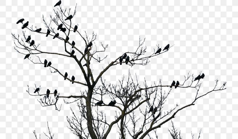 Clip Art Image Bird Transparency, PNG, 741x480px, Bird, Artwork, Beak, Black And White, Branch Download Free