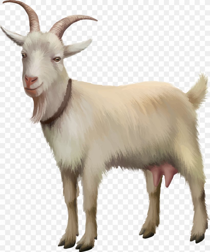 Rove Goat Sheep Stock Photography Stock Illustration, PNG, 2408x2897px, Rove Goat, Cow Goat Family, Feral Goat, Fotosearch, Fur Download Free
