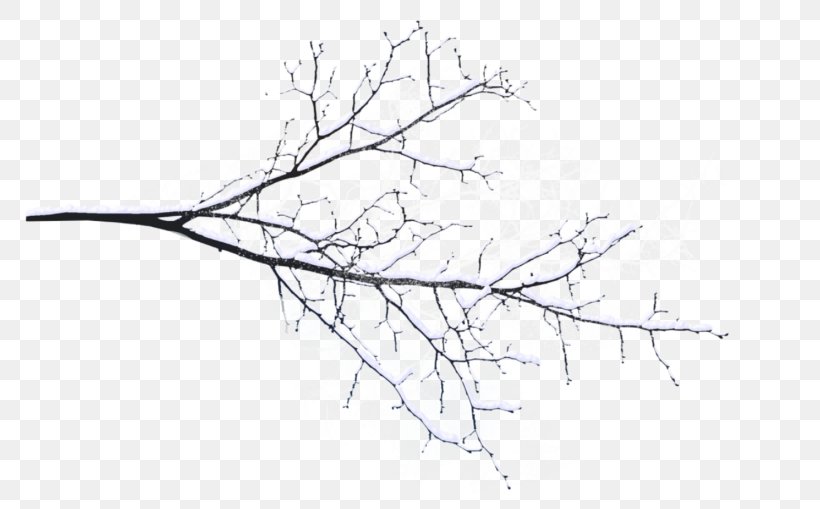 Twig Branch Image Tree, PNG, 800x509px, Twig, Black And White, Blackandwhite, Branch, Drawing Download Free