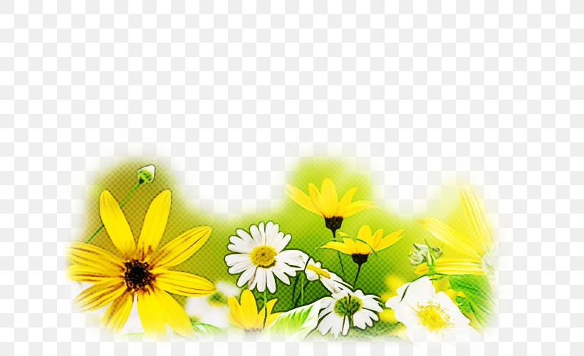Daisy, PNG, 667x500px, Nature, Camomile, Chamomile, Daisy, Flower Download Free