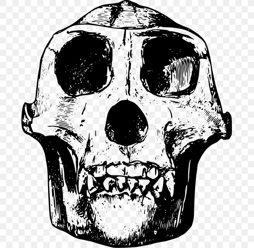 Gorilla Skull Bone Clip Art, PNG, 681x800px, Gorilla, Animal, Black And White, Bone, Drawing Download Free