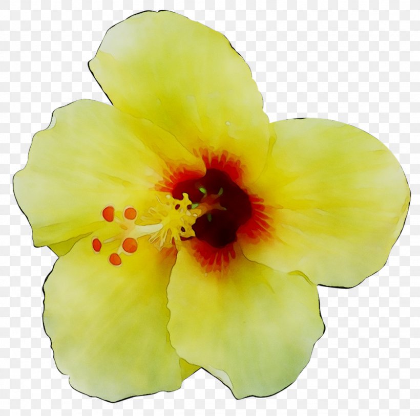 Rosemallows Yellow Herbaceous Plant Plants, PNG, 1024x1016px, Rosemallows, Flower, Flowering Plant, Hawaiian Hibiscus, Herbaceous Plant Download Free