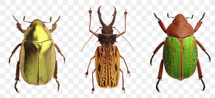 Beetle Pterygota Ladybird Clip Art, PNG, 940x430px, Beetle, Arthropod, Chitin, Dynastinae, Flour Beetle Download Free