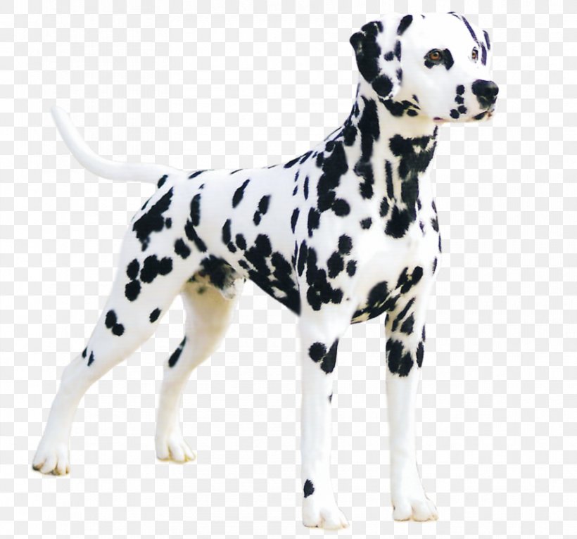 Dalmatian Dog Great Dane Puppy The Dalmatian Dog Breed, PNG, 856x800px, Dalmatian Dog, American Kennel Club, Animal, Breed, Canidae Download Free