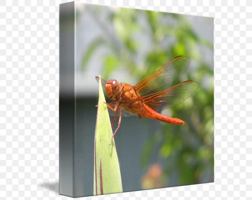 Dragonfly Insect Close-up Pest, PNG, 589x650px, Dragonfly, Arthropod, Closeup, Dragonflies And Damseflies, Insect Download Free