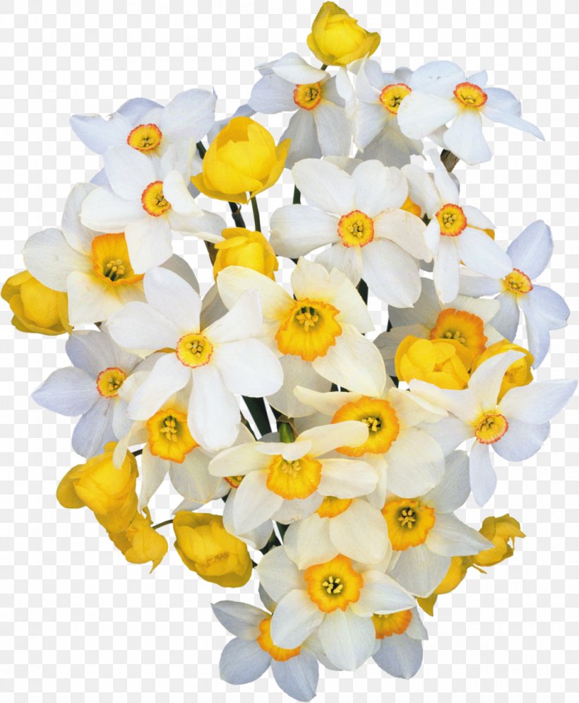 Flower Daffodil Clip Art, PNG, 1054x1280px, Flower, Amaryllis Family, Cut Flowers, Daffodil, Floral Design Download Free