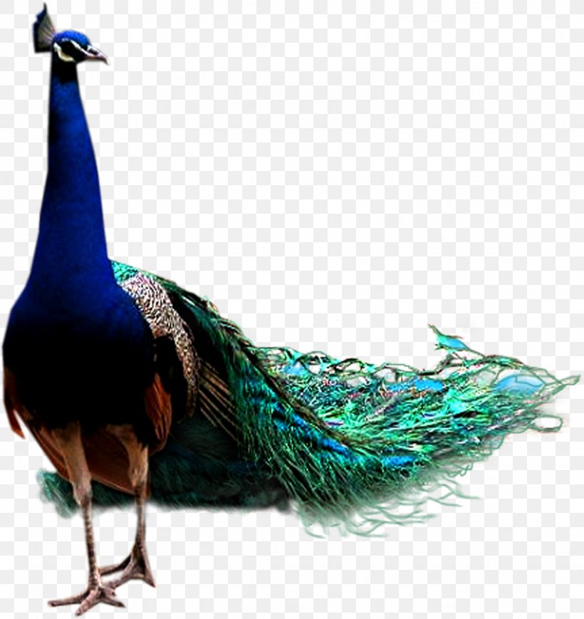 Peafowl Clip Art, PNG, 1132x1200px, 3d Computer Graphics, Peafowl, Animal, Asiatic Peafowl, Beak Download Free