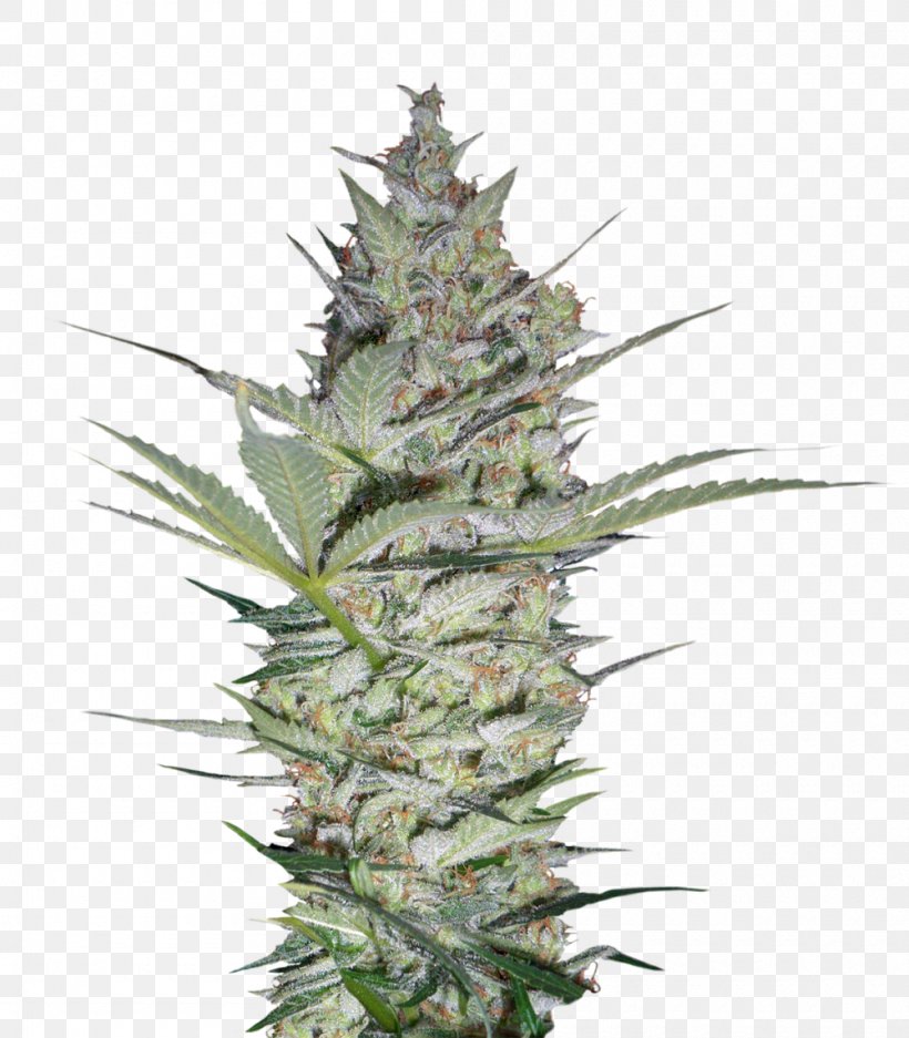 Seed Bank Cannabis Seed Company Blossom, PNG, 1000x1143px, Seed, Blossom, Cannabis, Cannabis Sativa, Cultivar Download Free