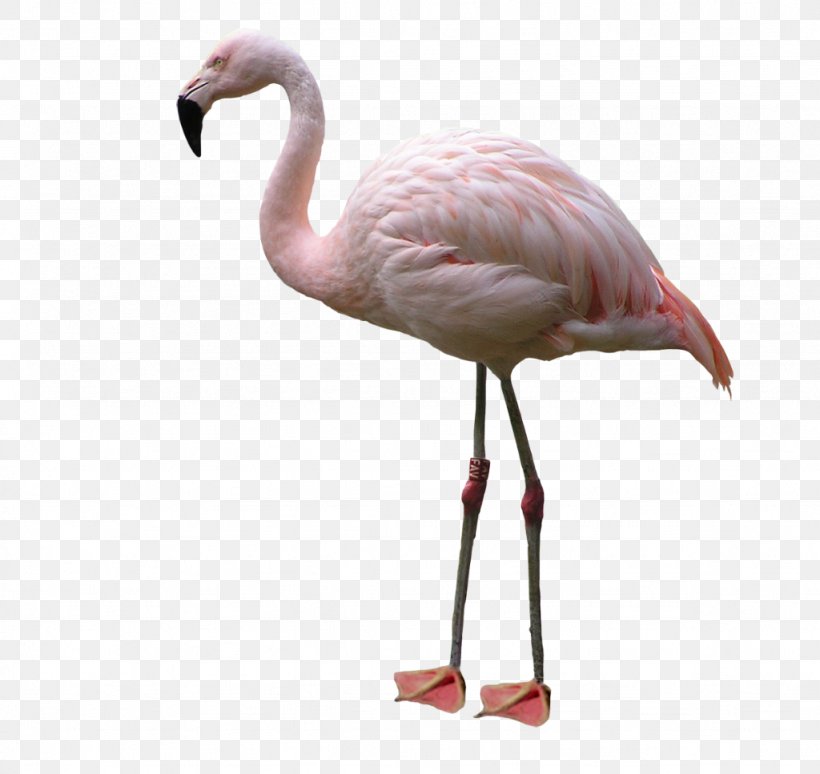 Bird American Flamingo, PNG, 1024x967px, Bird, Art, Beak, Child, Deviantart Download Free
