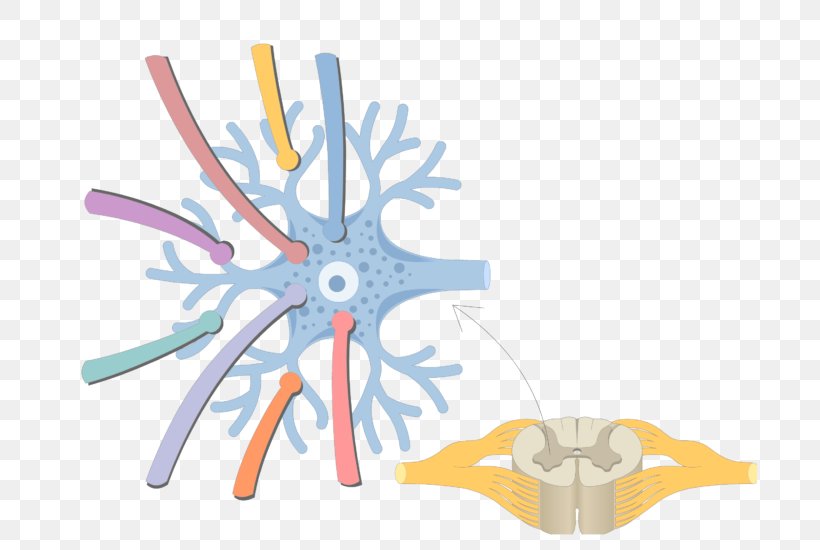 Multipolar Neuron Pseudounipolar Neuron Bipolar Neuron, PNG, 694x550px, Watercolor, Cartoon, Flower, Frame, Heart Download Free