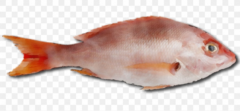 Northern Red Snapper Fish Products Seafood Fish Snapper, PNG, 850x395px, Watercolor, Animal Figurine, Biology, Fish, Fish Products Download Free