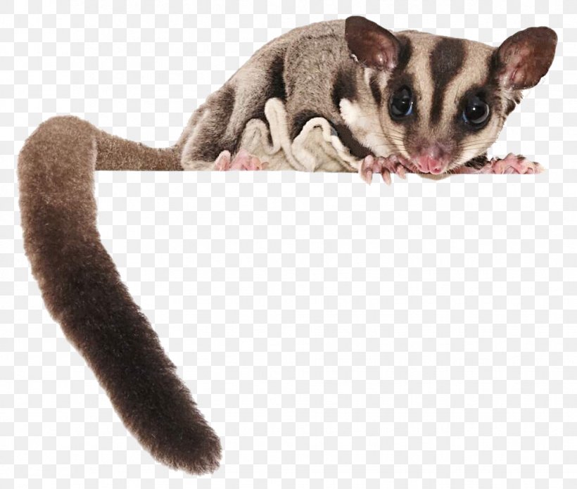 Sugar Glider Flying Squirrel Stock Photography Squirrel Glider, PNG, 1031x874px, Sugar Glider, Fauna, Flying Squirrel, Fotosearch, Fur Download Free