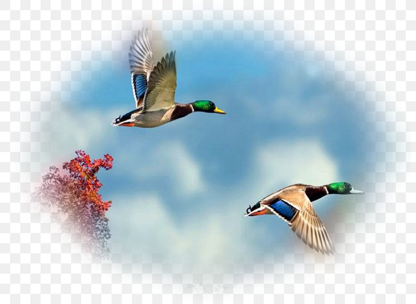 Bird Desktop Wallpaper Parrot Image Cygnini, PNG, 800x600px, Bird, Beak, Cygnini, Drawing, Duck Download Free