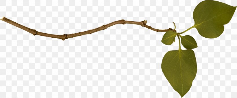 Branch Tree Clip Art, PNG, 1600x667px, Branch, Istock, Leaf, Plant, Plant Stem Download Free
