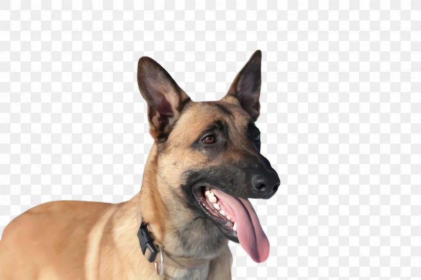 Cute Cartoon, PNG, 2448x1632px, Cute Dog, Animal, Belgian Shepherd, Belgian Shepherd Malinois, Cannabidiol Download Free