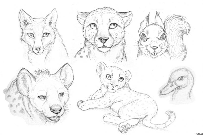 26 Animal sketches ideas  animal sketches sketches animal drawings