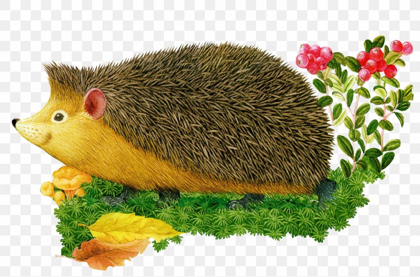 European Hedgehog Hemiechinus Desktop Wallpaper Clip Art, PNG, 1500x990px, European Hedgehog, Animal, Domesticated Hedgehog, Dormouse, Drawing Download Free