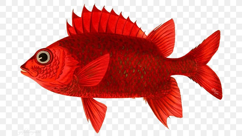 Northern Red Snapper Goldfish Orange Clownfish Maroon Clownfish Nemo, PNG, 700x460px, Northern Red Snapper, Animal, Biology, Bird, Bony Fish Download Free
