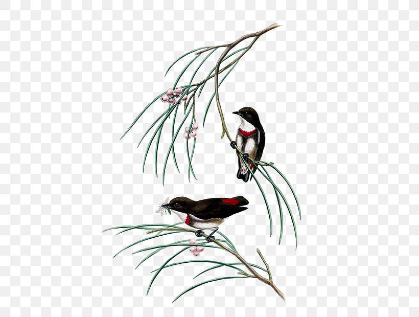 The Birds Of Australia Gongbi Painting, PNG, 461x620px, Birds Of Australia, Art, Beak, Bird, Birdandflower Painting Download Free