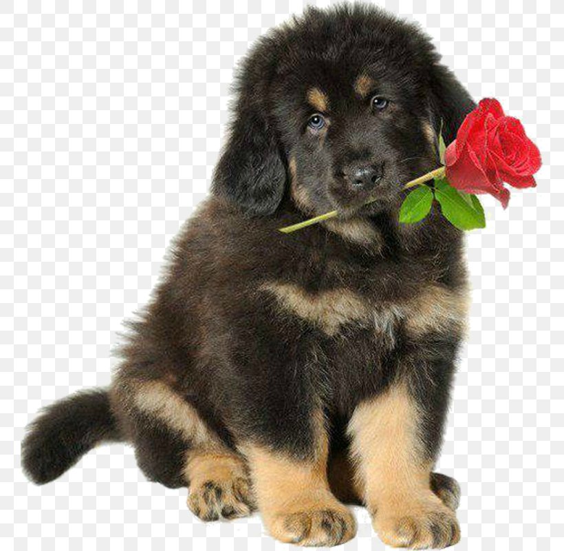Dog Puppy Newfoundland Giant Dog Breed Tibetan Mastiff, PNG, 760x800px, Dog, Giant Dog Breed, Newfoundland, Puppy, Tibetan Mastiff Download Free