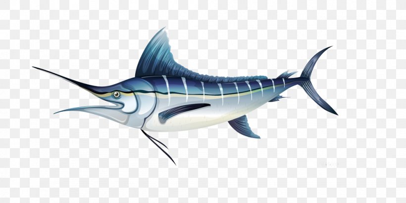 Atlantic Blue Marlin Royalty-free Illustration, PNG, 997x500px, Atlantic Blue Marlin, Billfish, Bony Fish, Cartilaginous Fish, Diagram Download Free