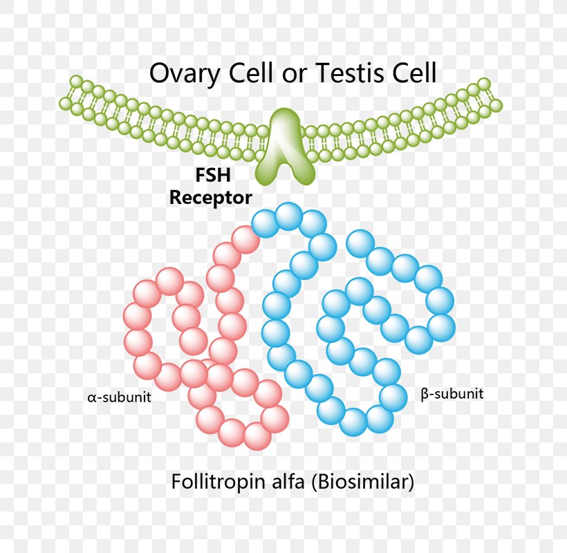 Follicle-stimulating Hormone Follitropin Beta Platelet-derived Growth Factor Receptor Recombinant DNA, PNG, 800x800px, Watercolor, Cartoon, Flower, Frame, Heart Download Free