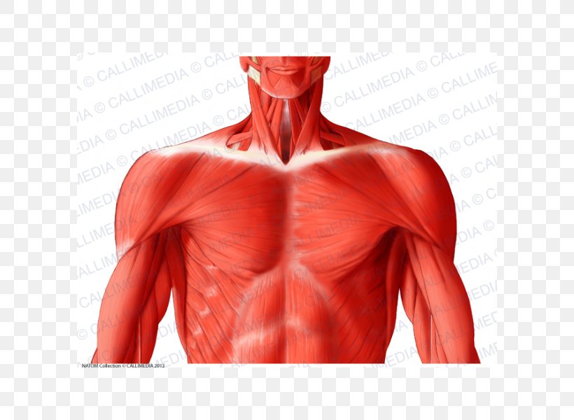 Trapezius Latissimus Dorsi Muscle Muscular System Anatomy, PNG, 600x600px, Watercolor, Cartoon, Flower, Frame, Heart Download Free