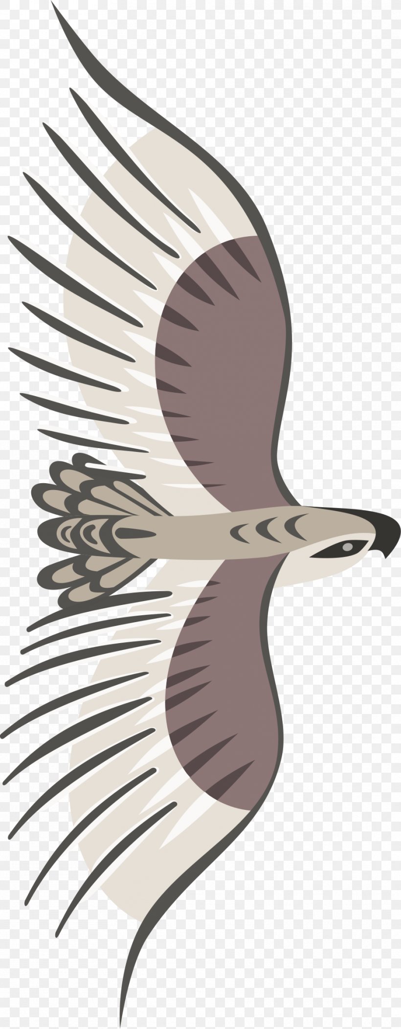 Bird Bald Eagle Clip Art, PNG, 935x2400px, Bird, Bald Eagle, Beak, Bird Of Prey, Eagle Download Free
