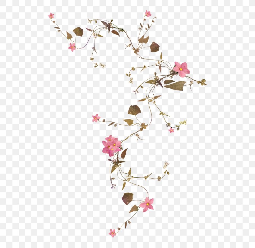 Flower Image Blossom Plants Vine, PNG, 600x800px, Flower, Blossom, Branch, Cherry Blossom, Drawing Download Free