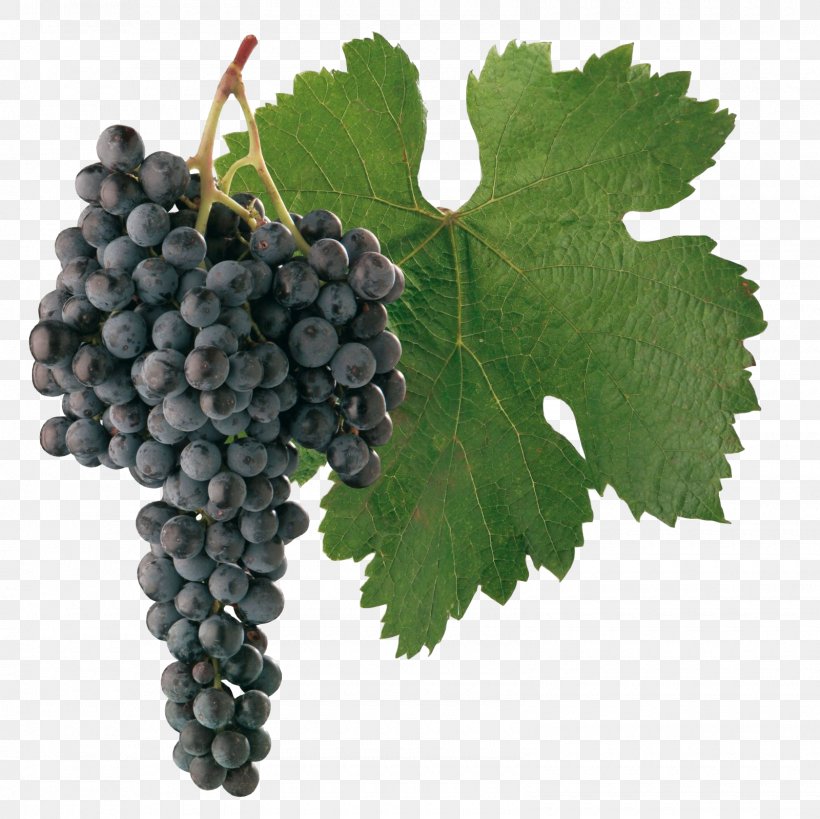 Merlot Cabernet Sauvignon Sauvignon Blanc Shiraz Wine, PNG, 1600x1600px, Merlot, Bordeaux Wine, Cabernet Moravia, Cabernet Sauvignon, Common Grape Vine Download Free