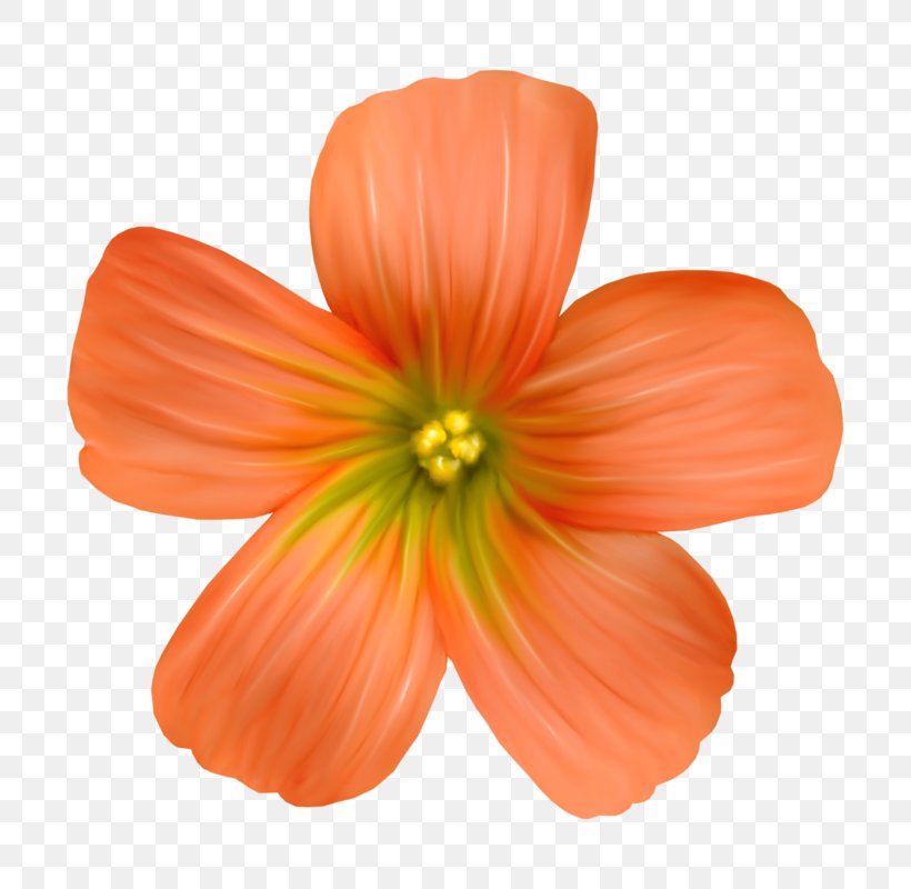 Petal Cut Flowers, PNG, 800x800px, Petal, Cut Flowers, Flower, Orange, Peach Download Free