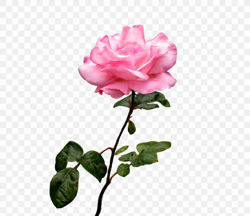 Rose Pink Flower Desktop Wallpaper Clip Art, PNG, 709x709px, Rose, Annual Plant, Artificial Flower, Bud, China Rose Download Free
