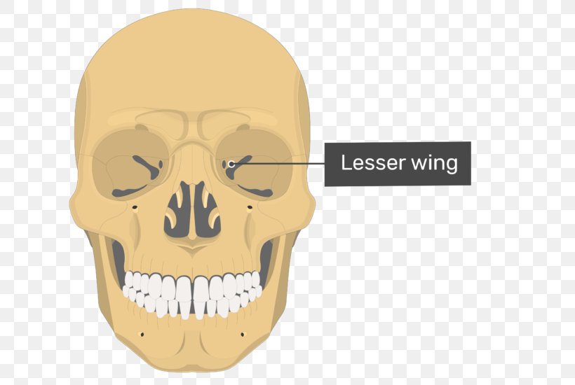 Vomer Lacrimal Bone Ethmoid Bone Nasal Concha, PNG, 672x550px, Vomer, Anatomy, Bone, Ethmoid Bone, Face Download Free