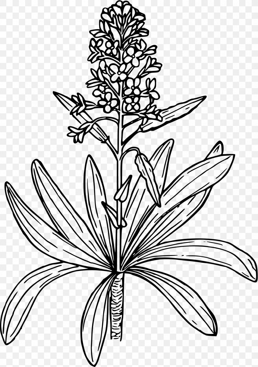 Brassica Juncea Brassica Nigra Mustard Plant Brassica Oleracea, PNG, 1687x2400px, Brassica Juncea, Artwork, Black And White, Branch, Brassica Download Free