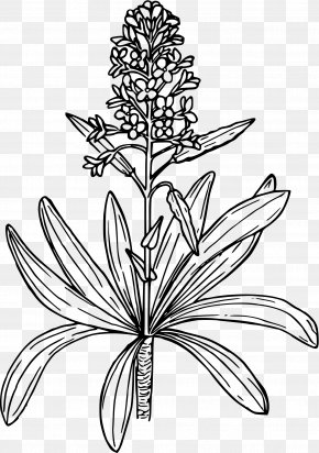 Mustard - Brassica Juncea Brassica Nigra Mustard Plant Brassica Oleracea PNG