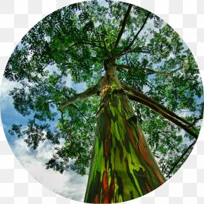 Tree - Rainbow Eucalyptus Tree Seed Eucalyptus Camaldulensis Bark PNG