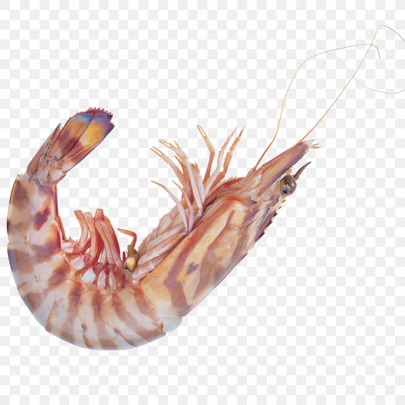 Seafood Shrimp Astaxanthin Icon, PNG, 1024x1024px, Seafood, Animal Source Foods, Astaxanthin, Claw, Decapoda Download Free