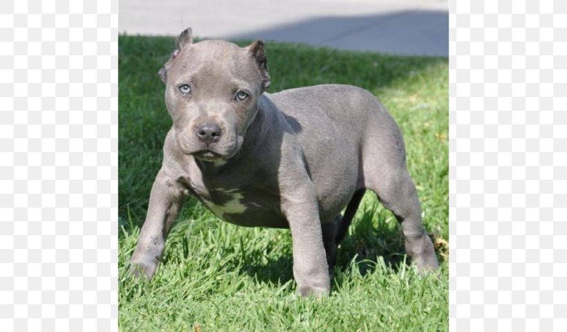 American Pit Bull Terrier American Staffordshire Terrier Dog Breed American Bully, PNG, 640x480px, American Pit Bull Terrier, American Bully, American Staffordshire Terrier, Breed, Breed Group Dog Download Free