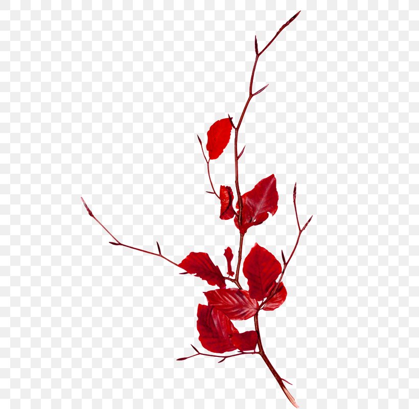 Branch Follaje Clip Art, PNG, 524x800px, Branch, Cut Flowers, Floral Design, Floristry, Flower Download Free