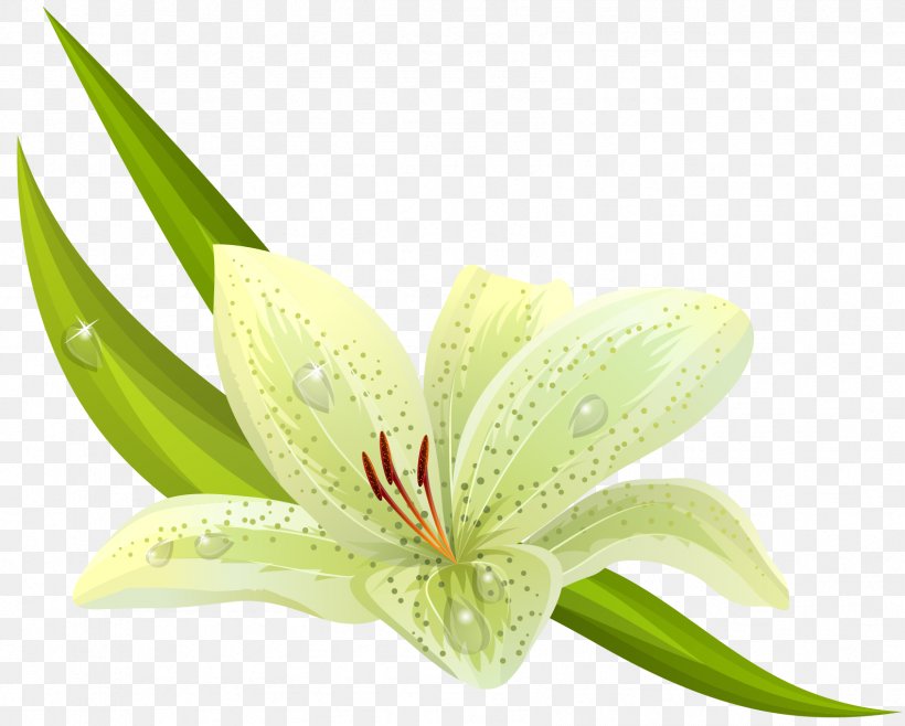 Easter Lily Lilium Bulbiferum Flower Stock Photography, PNG, 1694x1360px, Easter Lily, Cut Flowers, Drawing, Flower, Flowering Plant Download Free