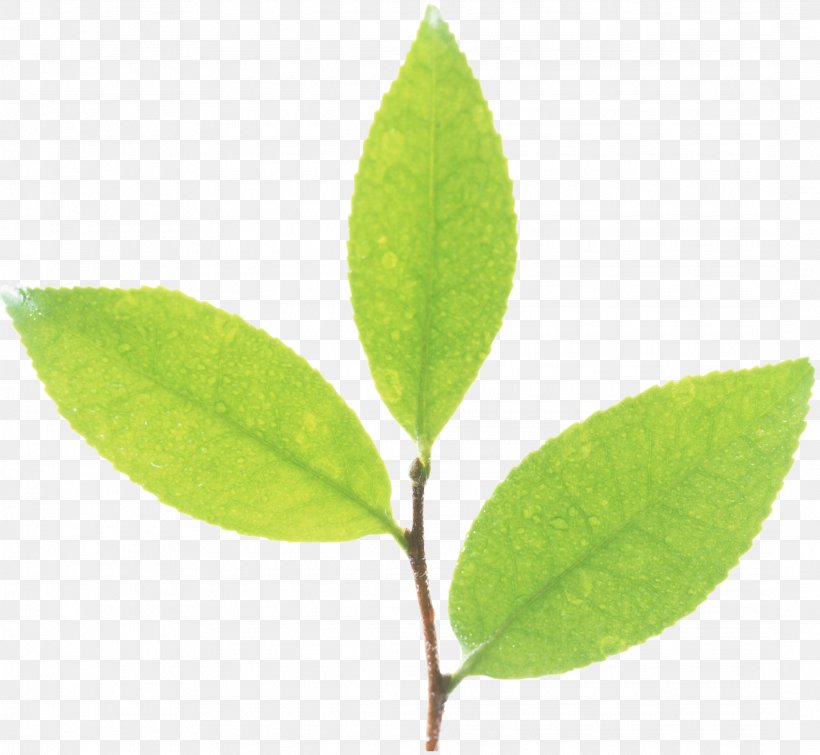 Leaf Plant Stem Flora Advertising, PNG, 2170x2000px, Leaf, Advertising, Akismet, Alphabet, Animation Download Free