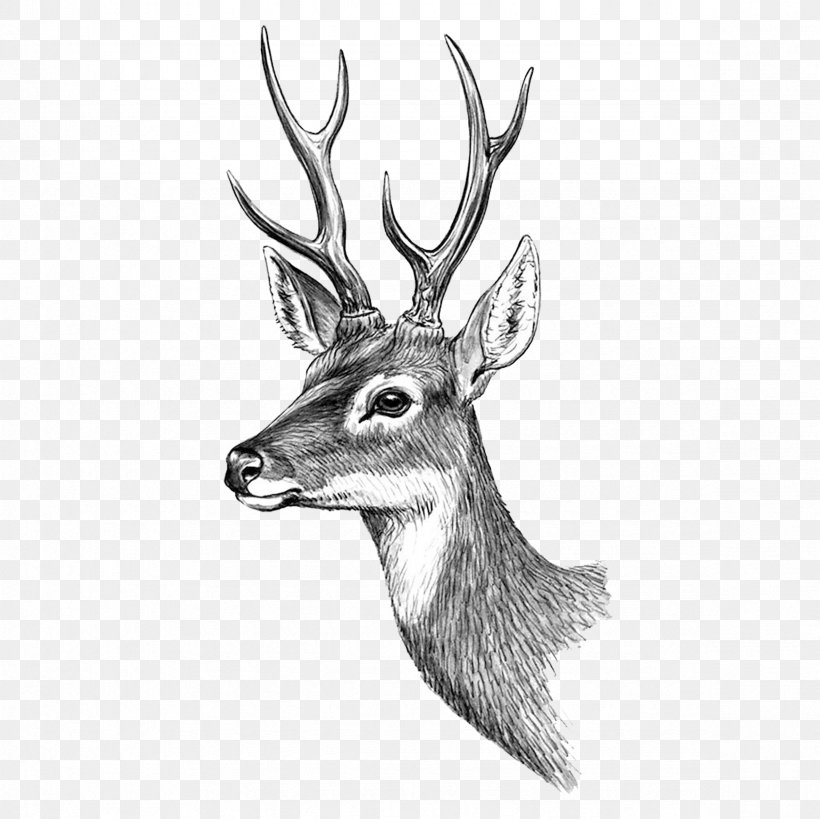 Reindeer Moose Red Deer Elk, PNG, 2362x2362px, Tattoo, Abziehtattoo, Antler, Art, Black And White Download Free
