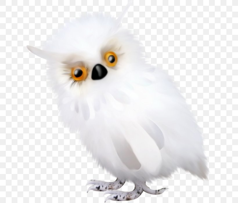 Tawny Owl Beak Feather Bohle, PNG, 639x700px, 2019, Owl, Beak, Bird, Bird Of Prey Download Free