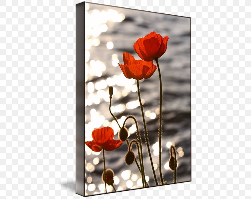 Common Poppy Sunset Lake Geneva Poppies, PNG, 443x650px, Poppy, Art, Canvas, Canvas Print, Common Poppy Download Free