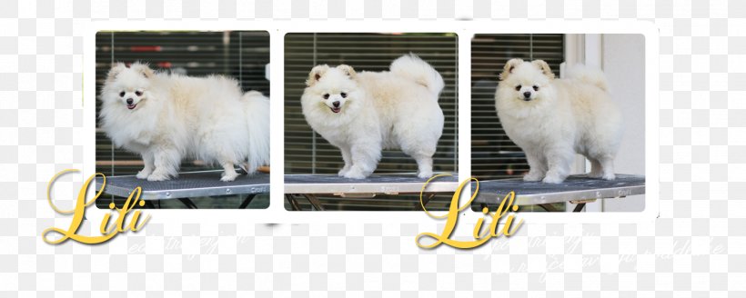 Dog Breed Samoyed Dog Pomeranian Snout, PNG, 1417x567px, Dog Breed, Breed, Carnivoran, Dog, Dog Breed Group Download Free