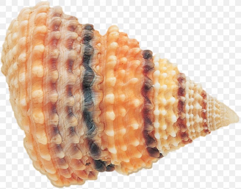 Seashell Clam Marine, PNG, 1485x1168px, Seashell, Archive File, Bivalvia, Clam, Cockle Download Free