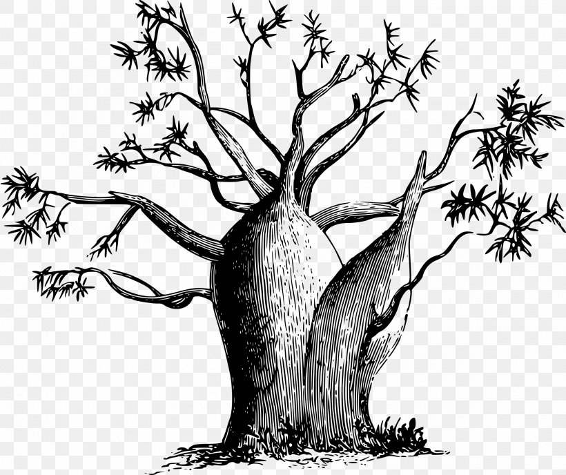 Adansonia Gregorii Tree Trunk Plant, PNG, 2400x2015px, Adansonia Gregorii, Antidesma Bunius, Art, Baobab, Black And White Download Free