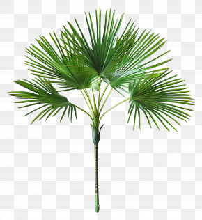 Mexican Fan Palm - Vivid Palm Leaves Illustration PNG